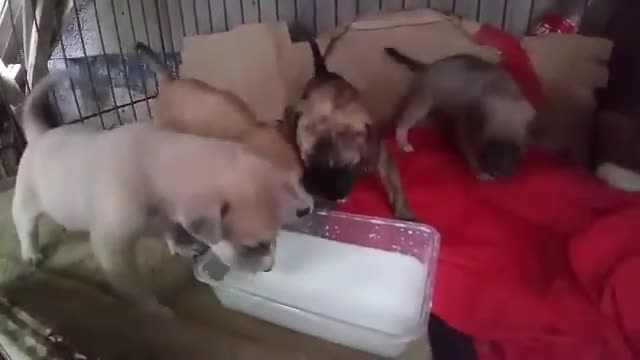 cute puppies snack time