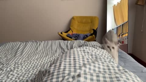 Is your cat like this every day?