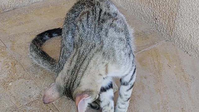 Meoww Story