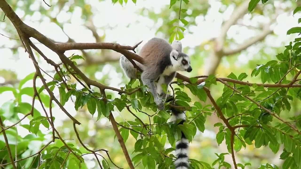 full hd animal vídeo 1920x1080 wildlife