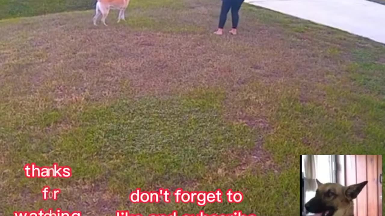 Doggie protect the little boy to thie attack of other dog