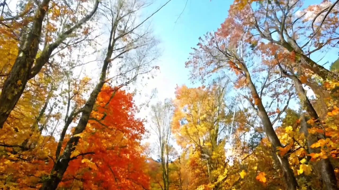 Nature Videos / very Beautiful Forest / Amazing Forest Walk