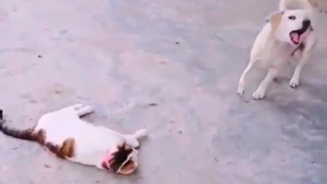 CAT LIAR! DOG LIAR TOO! SO FUNNY😍😂