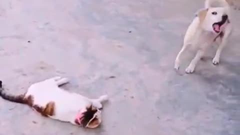 CAT LIAR! DOG LIAR TOO! SO FUNNY😍😂