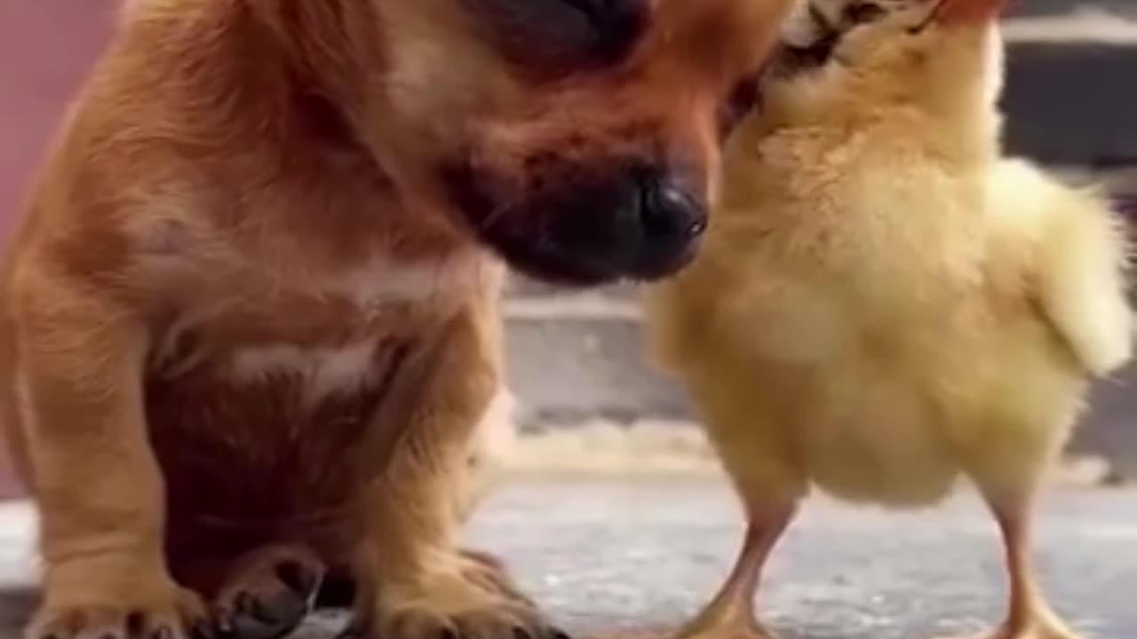 puppy and baby chick friendship