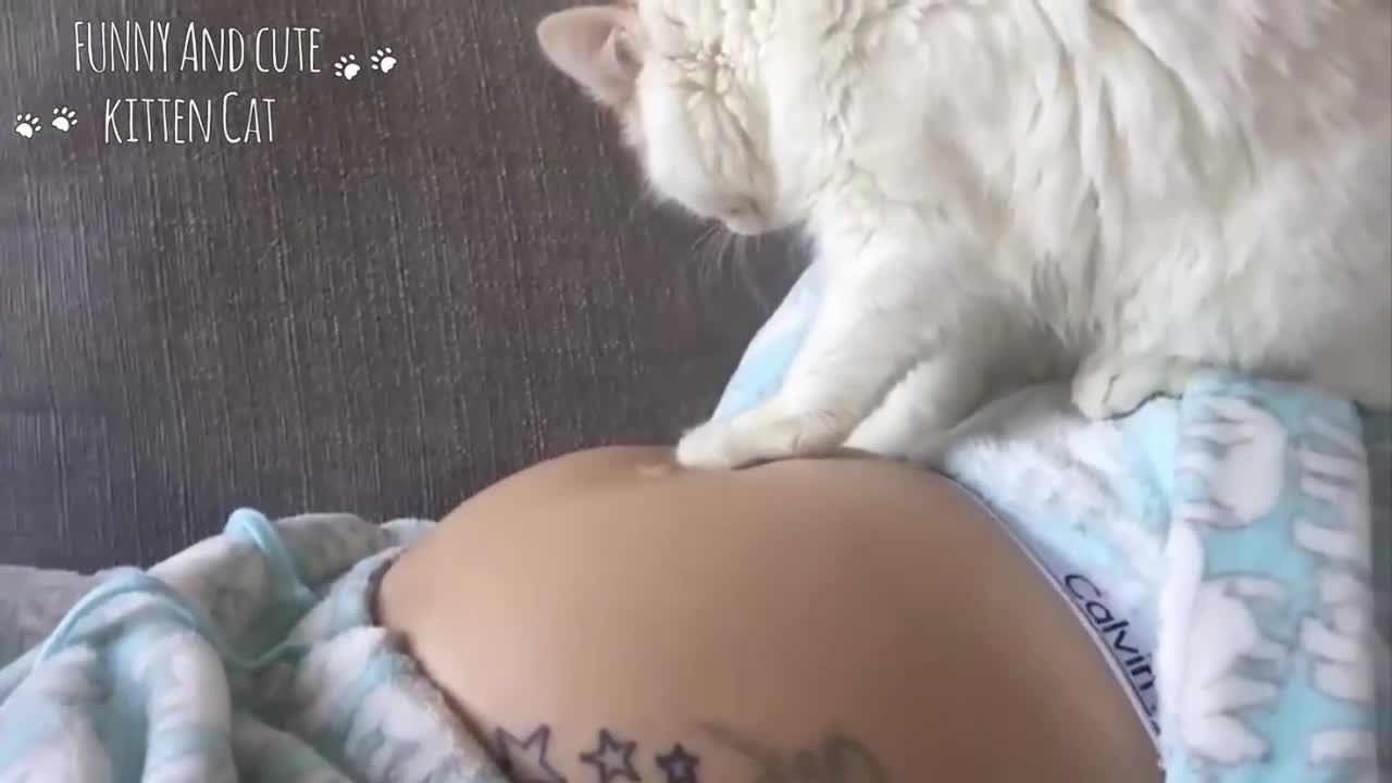 Funny Cat Reaction to Pregnant Belly - Cats Love and Protect Baby in Womb | CATSLIFE#9