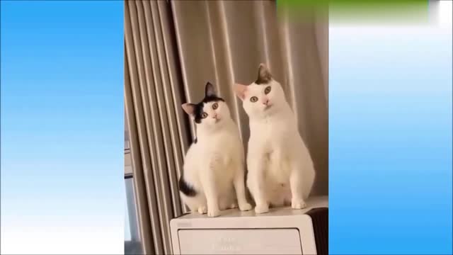 Best Funny Animal Videos 2022 🐶 - Funniest Dogs And Cats Videos 😁🤣