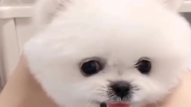 Cute & Funny Dog Videos 2021 🐶 It's time to LAUGH with Dog's life