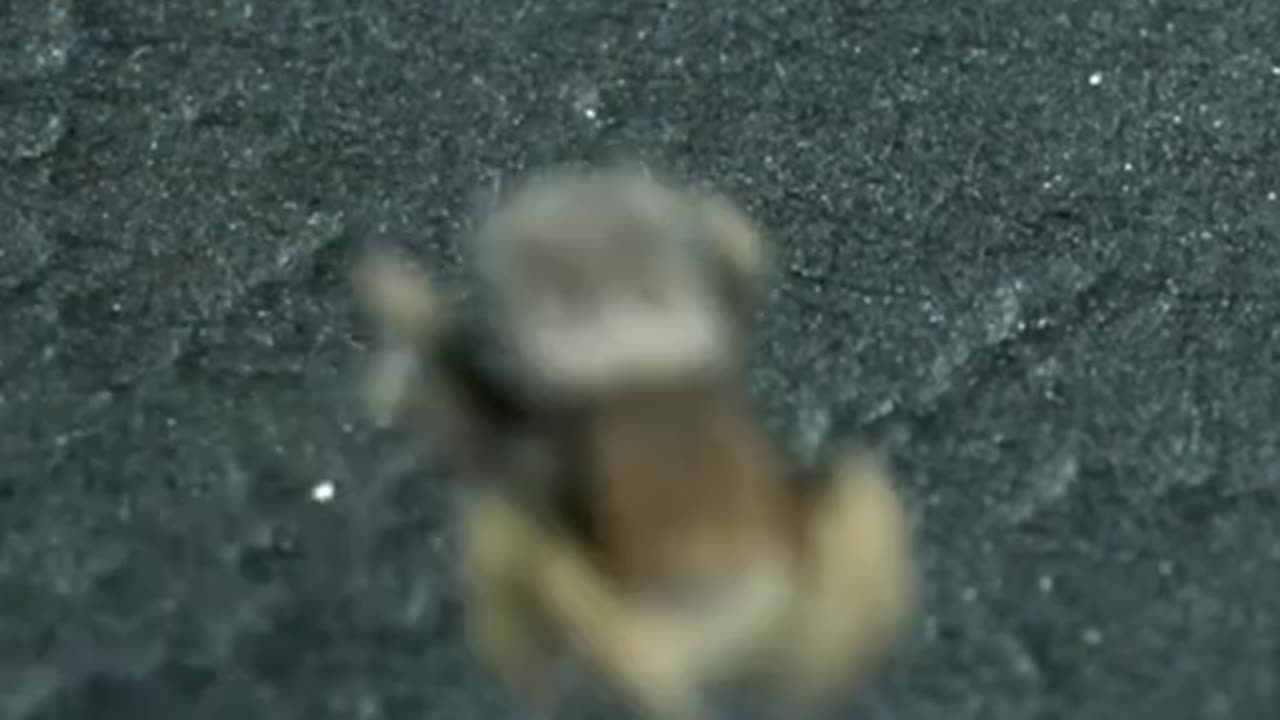 News Break: Jumping Spider