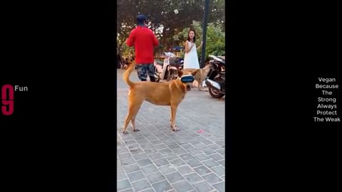 TRY NOT TO LAUGH😄😃😃😀😪 Best funny video of comleeo is combo of is completely,,#