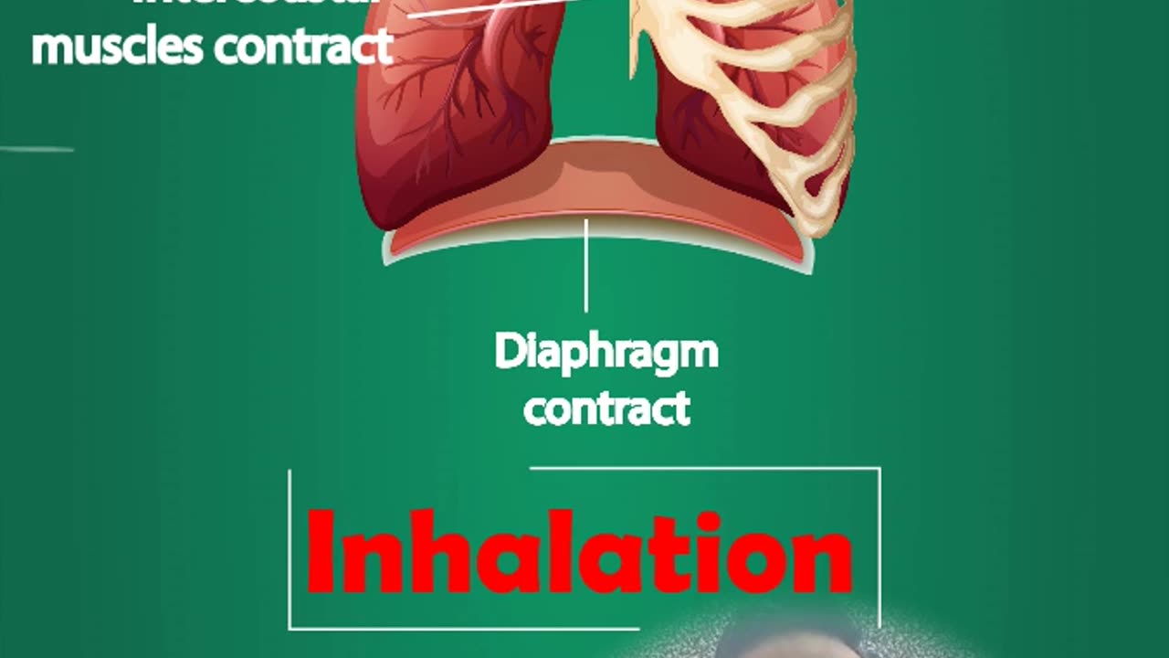 Breathing: breathing center, inhalation phase and exhalation phase ! 🧠🌬️ #biology #science #skw