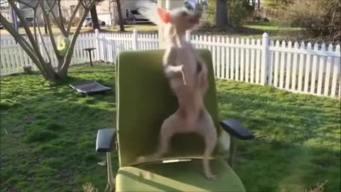 Dancing Doggo