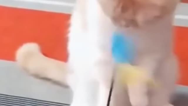 Dogs and Cats VS Toys - Compilation