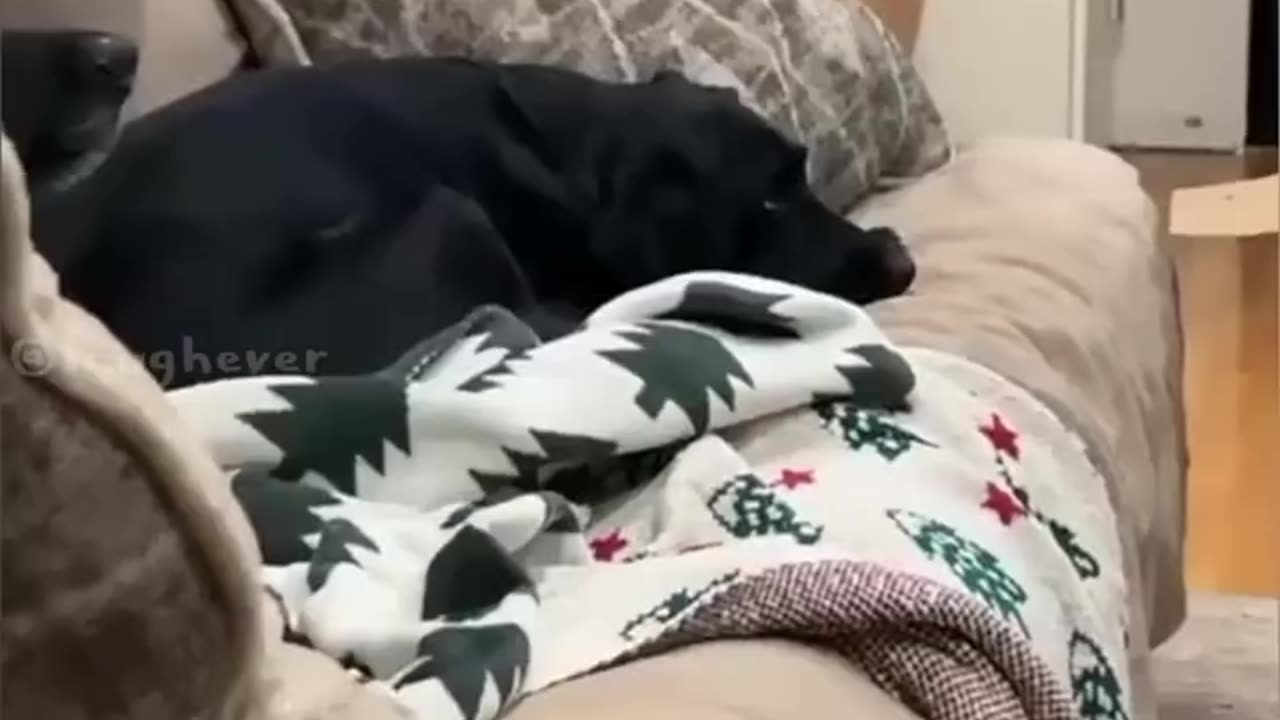 funny shorts