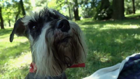 Cute dog sitting in the park and looking to the camera