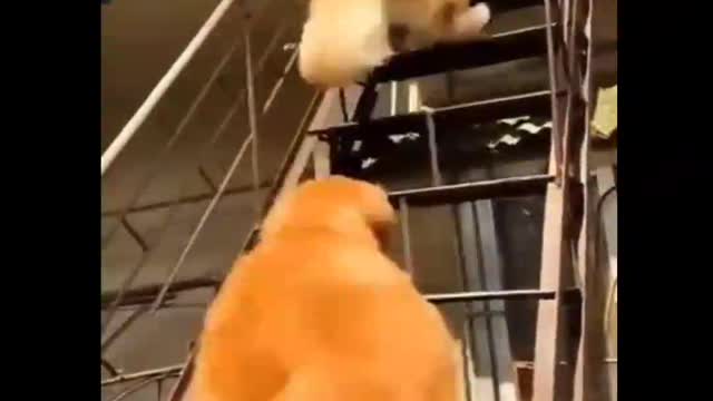 Dog and cat funny video in the world