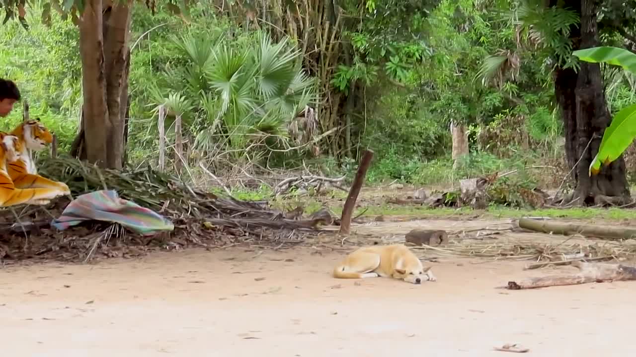 Fake Tiger prank dog vs 2tiger