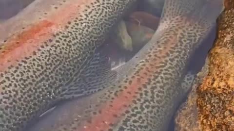 This is a beautiful and charming water-dwelling species