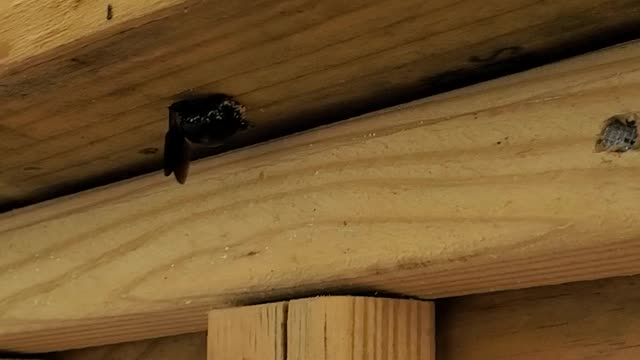 Wood bee