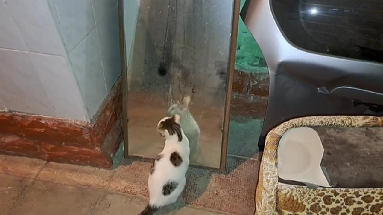 A playful little cat is looking for a mouse.