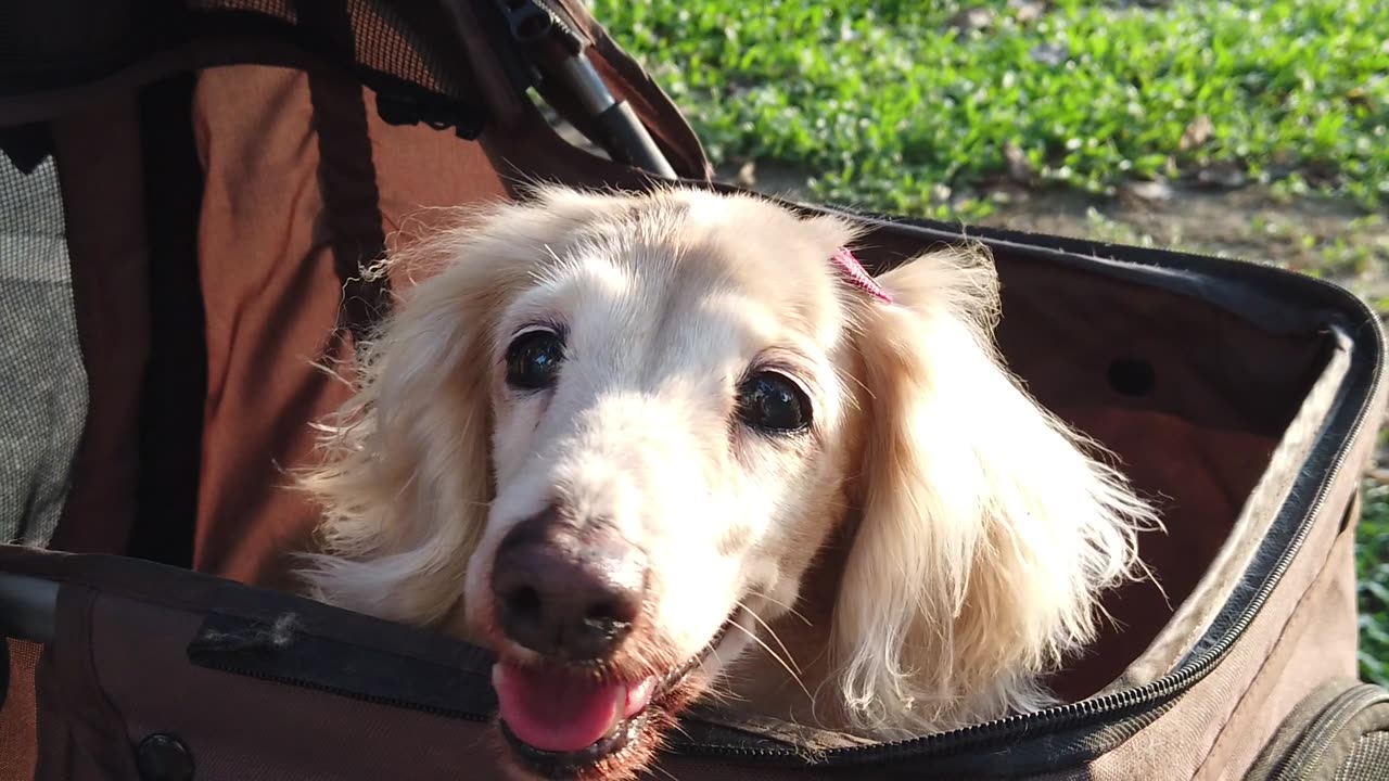 Cute Dog Pops His Head Out of a Travel Bag! 🐶🧳