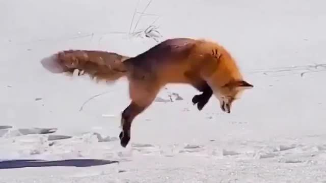 Diving for the meal in the snow
