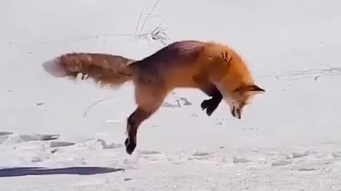 Diving for the meal in the snow