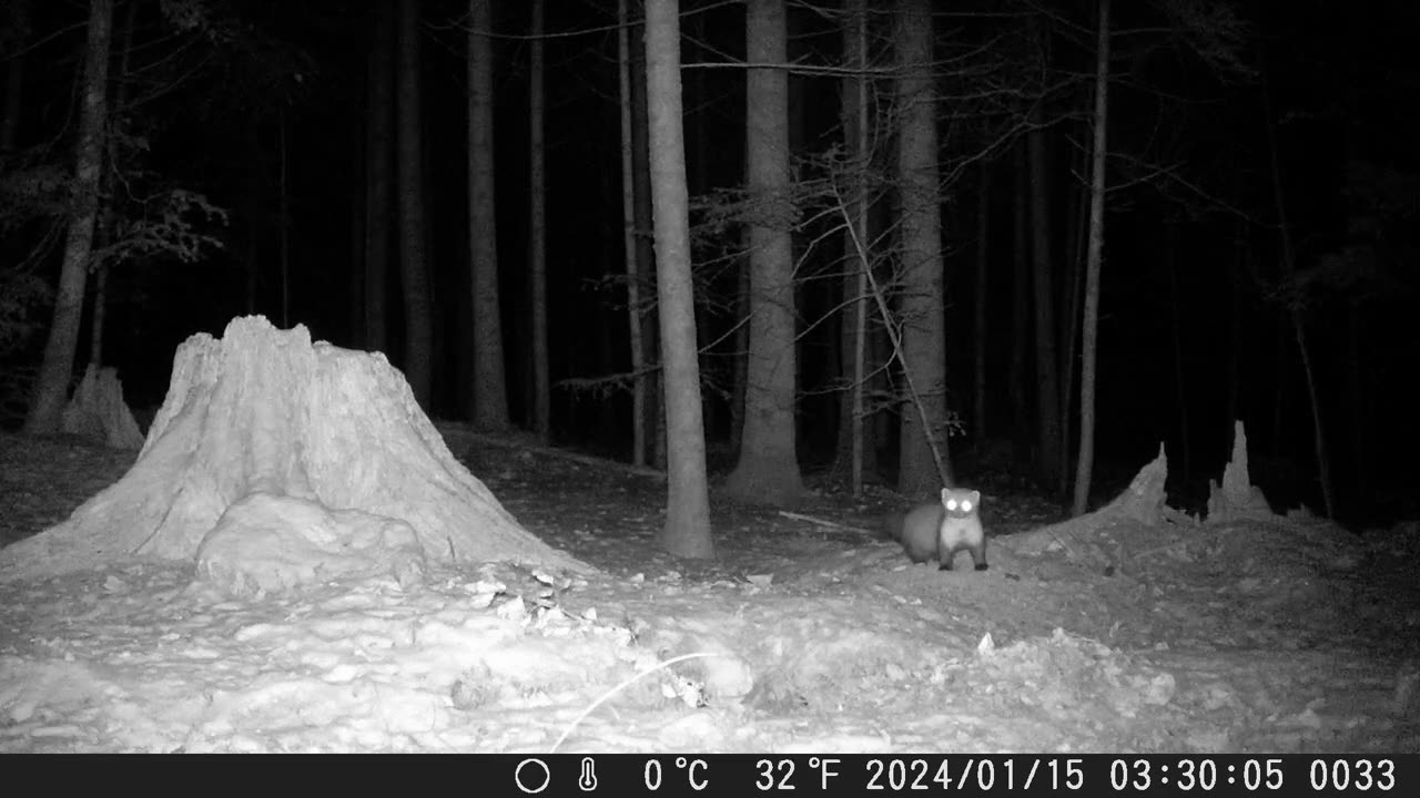 Marten somewhere in Switzerland - Marder in der Schweiz