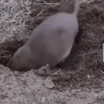 Rats make holes in the ground