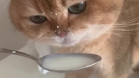 My cat makes a funny sound drinking milk