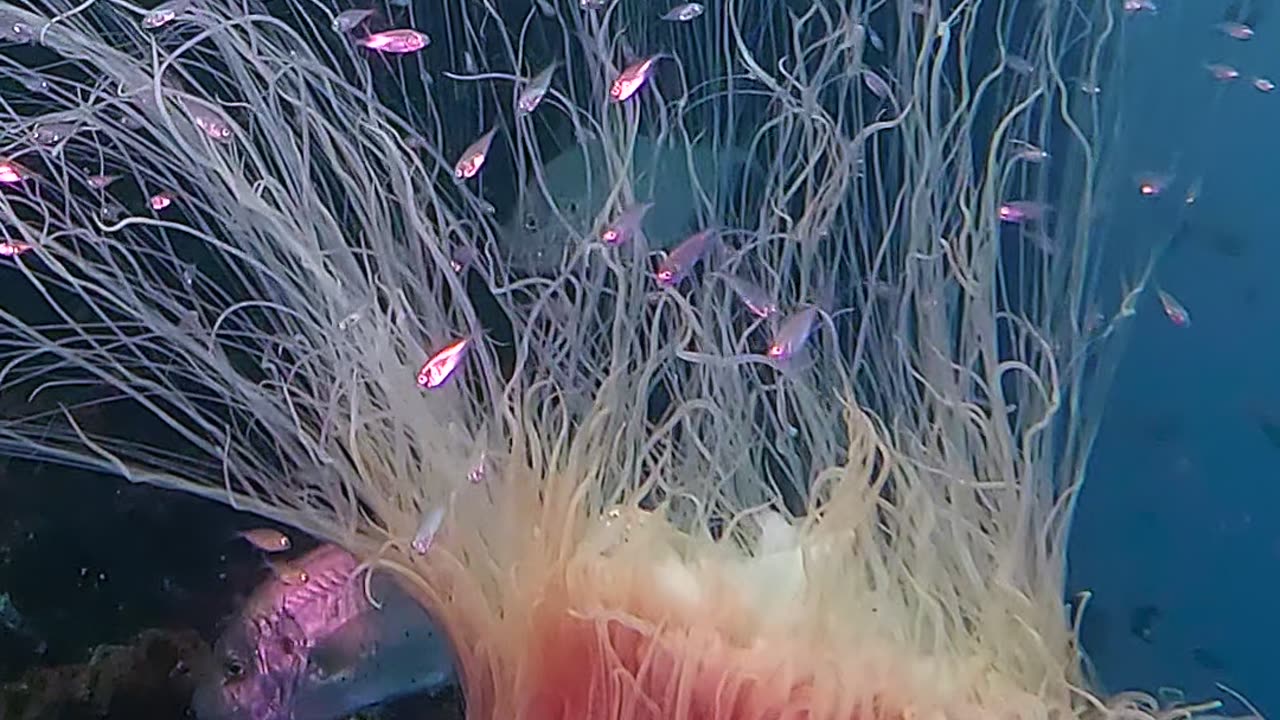 A Mesmerizing Lion's Mane Jellyfish