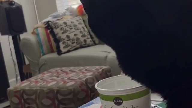 Adopting a Cat from a Shelter Vlog - Precious Piper Looks Cute Eating from Yogurt Container