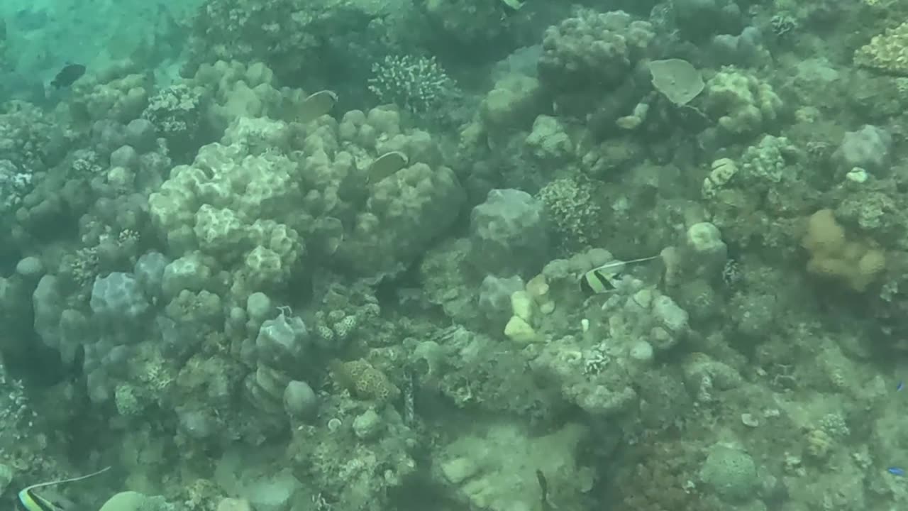 Underwater World, Amazing view of the reef