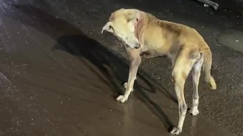 Dog with hole on back in Mankhurd #cat #dog #catlover #doglover #animals #pets #instastrays