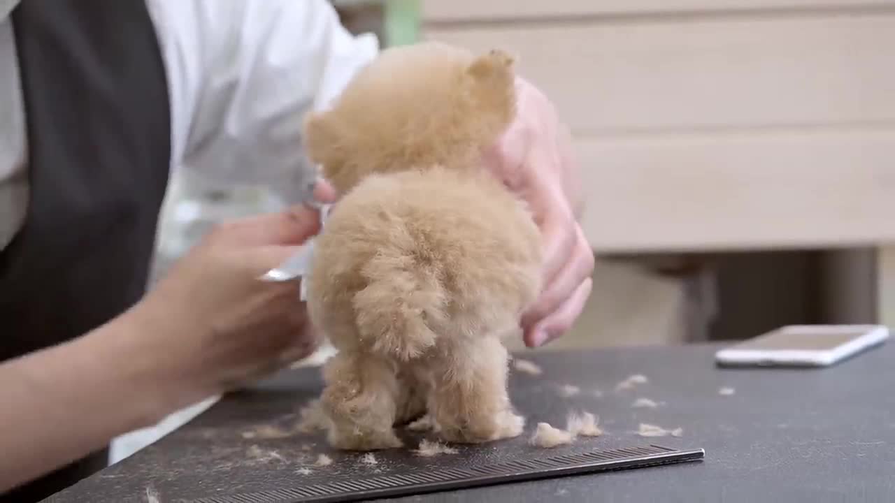 A very small puppy grooming for the first time at 3 months of age