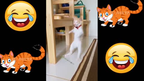 Funny cat video 😂😂😂😂
