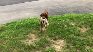 Rabbit catcher