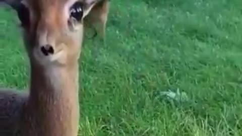 Cute Baby deer