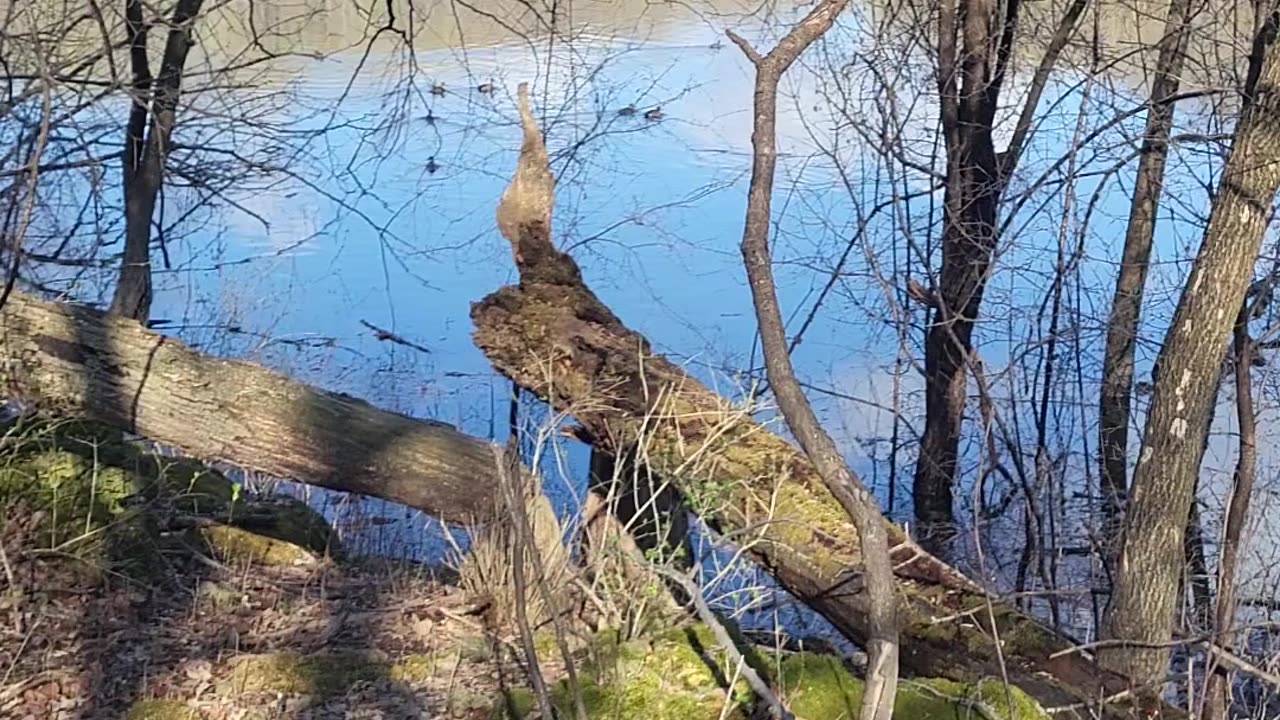 Spring lake Park Reserve early season Scoutting