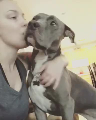 Pitbull loves kisses