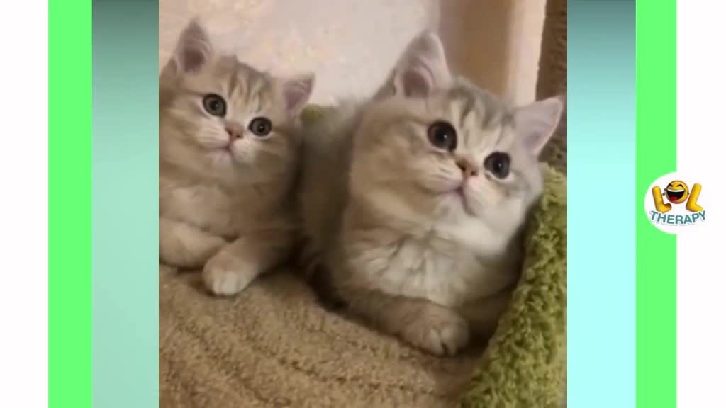 Cute Babyy Cats 😍😍