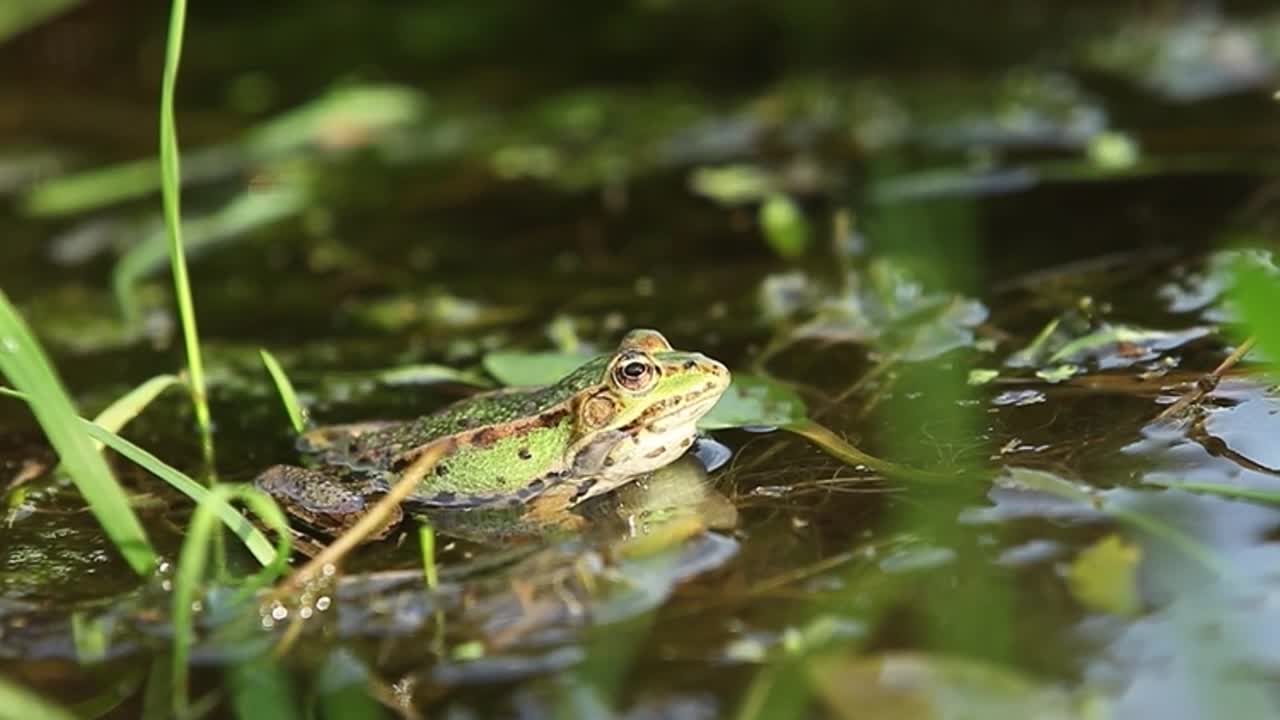 Frog