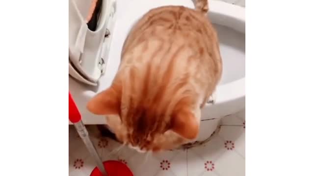 Amazing! Cat using toilet🐈