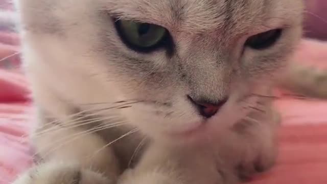 play with cats