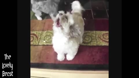 Dog react to His Name being Called 🤣😂