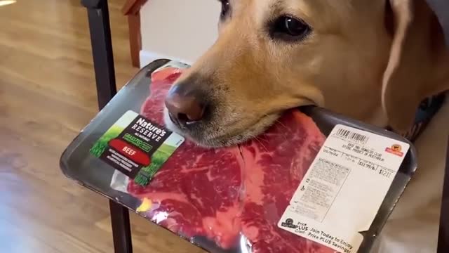 Stake lover