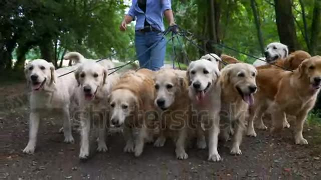 Beautiful puppies in Play ground