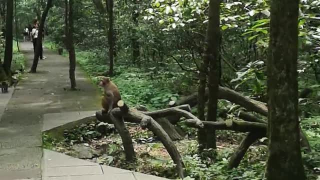 Wild Monkeys Roaming In The Forest Park