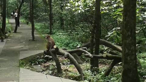 Wild Monkeys Roaming In The Forest Park