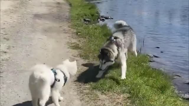 Bunch of Samoyeds